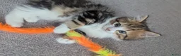 Domestic Shorthair cats for sale: Kittens looking for new home in Stafford - Advert 8