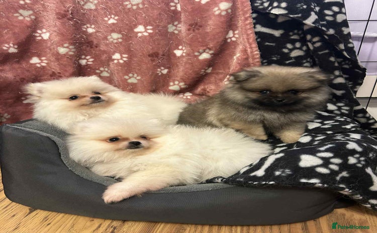 Pomeranian dogs - Advert 5