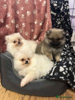 Pomeranian dogs - Advert 16