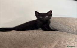 Maine Coon cats for sale:  kittens ready to leave 5th July  - Image 8