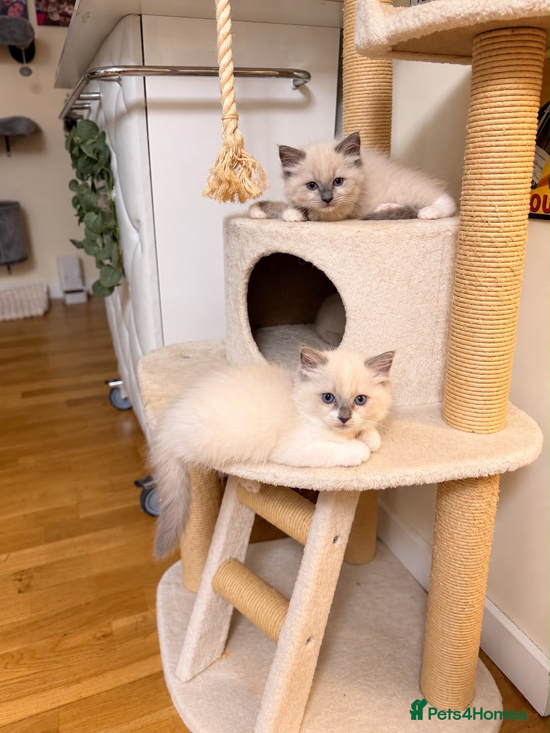 Ragdoll cats Home Raised Ragdoll Kittens, Health Tested Parents - Advert 2