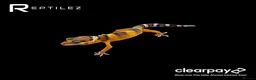 Leopard Gecko reptiles for sale: GECKO BABIES - Advert 10
