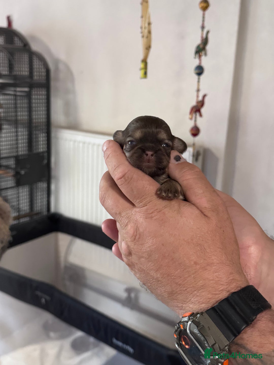Shih Tzu dogs for sale: KC Registered Imp Shihtzu pups - Image 5
