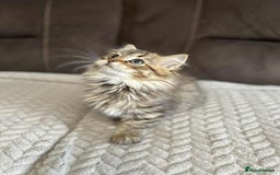 Siberian cats for sale: Purebred- Hypoallergenic Siberian Kittens - Image 30