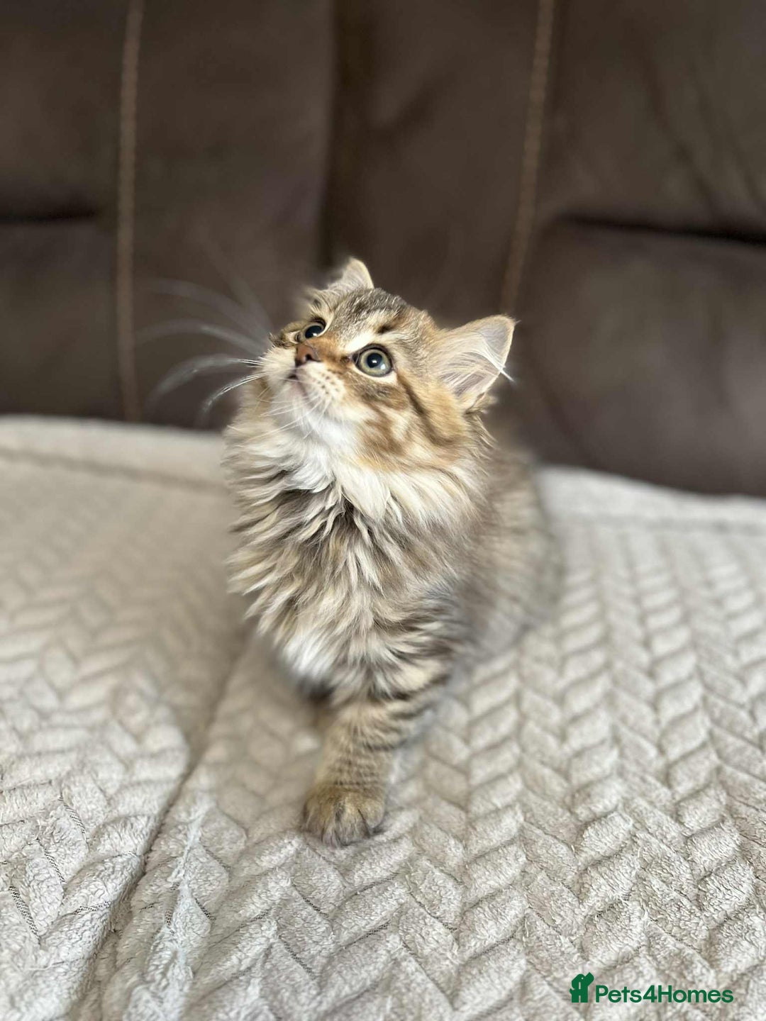 Siberian cats for sale: Purebred- Hypoallergenic Siberian Kittens - Image 30