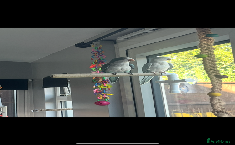 Parakeets birds - Advert 2