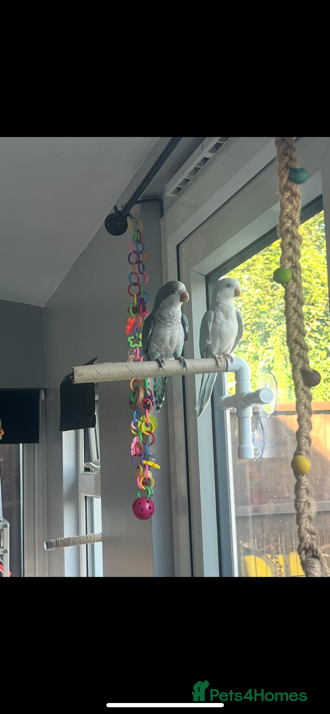 Parakeets birds for sale: Two Quaker parakeets+large cage  - Image 1