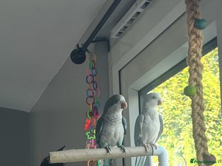 Parakeets birds - Advert 1