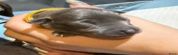 Italian Greyhound dogs for sale: Italian Greyhound Puppies in Gloucester - Advert 8