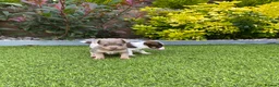 Jack Russell dogs for sale: Gorgeous Miniature Jack Russell Puppies  - Advert 3