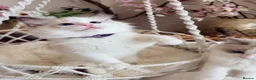 Ragdoll cats for sale: Show quality Ragdoll kittens from champion lines - Advert 8