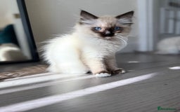 Ragdoll cats for sale: Beautiful Ragdol babies ready to leave  - Image 34