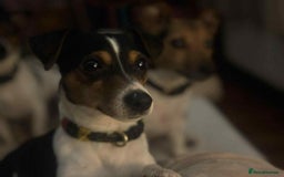 Jack Russell dogs for sale: Adorable Miniature  Jack Russell Pups For Sale - Advert 14