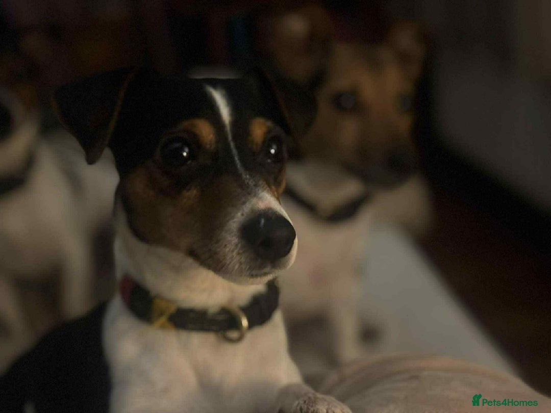 Jack Russell dogs for sale: Adorable Miniature  Jack Russell Pups For Sale - Advert 14