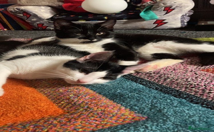 Domestic Shorthair cats - Advert 1