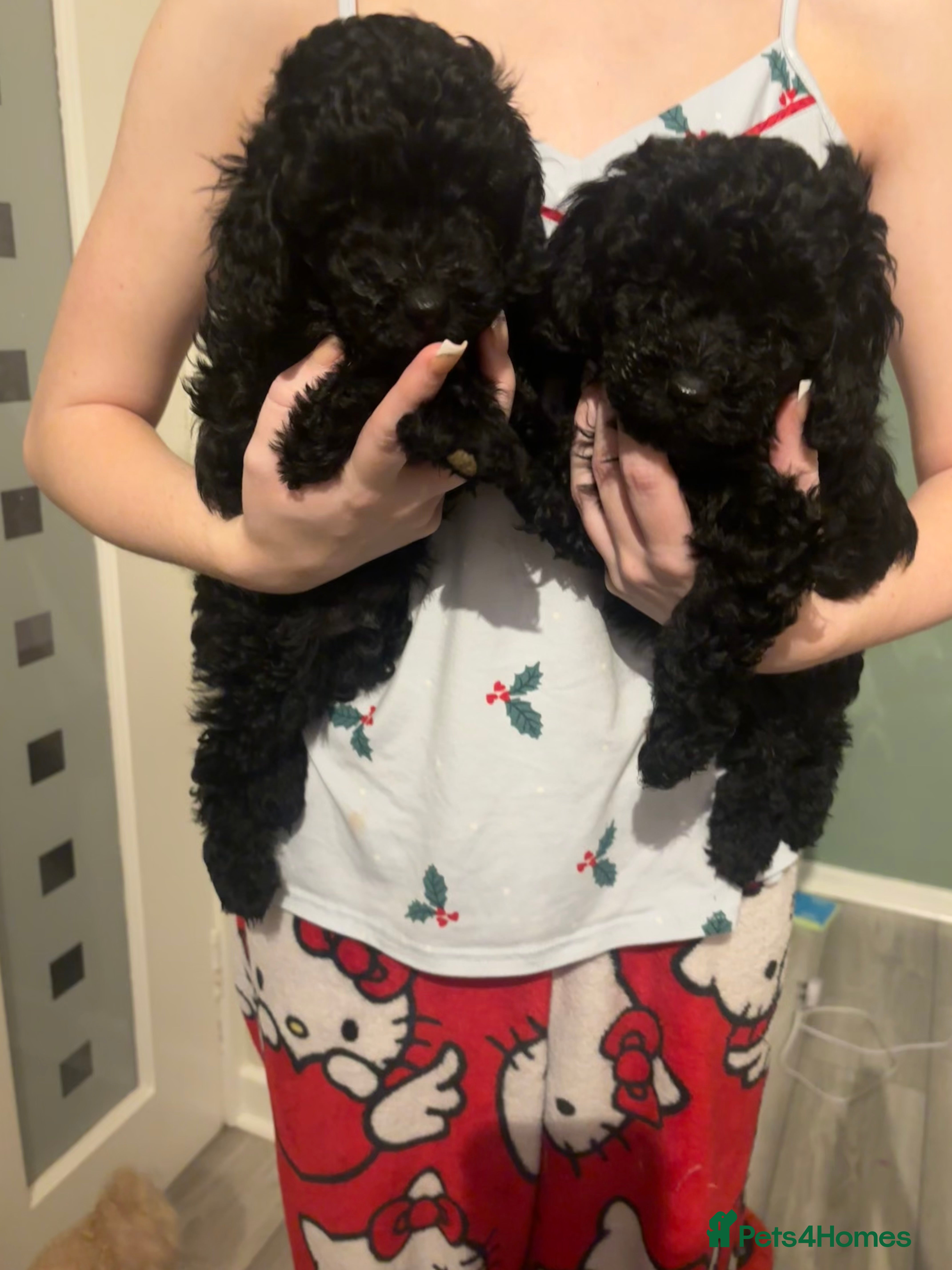 Toy Poodle dogs Toy poodle boy ready to leave now - Advert 2