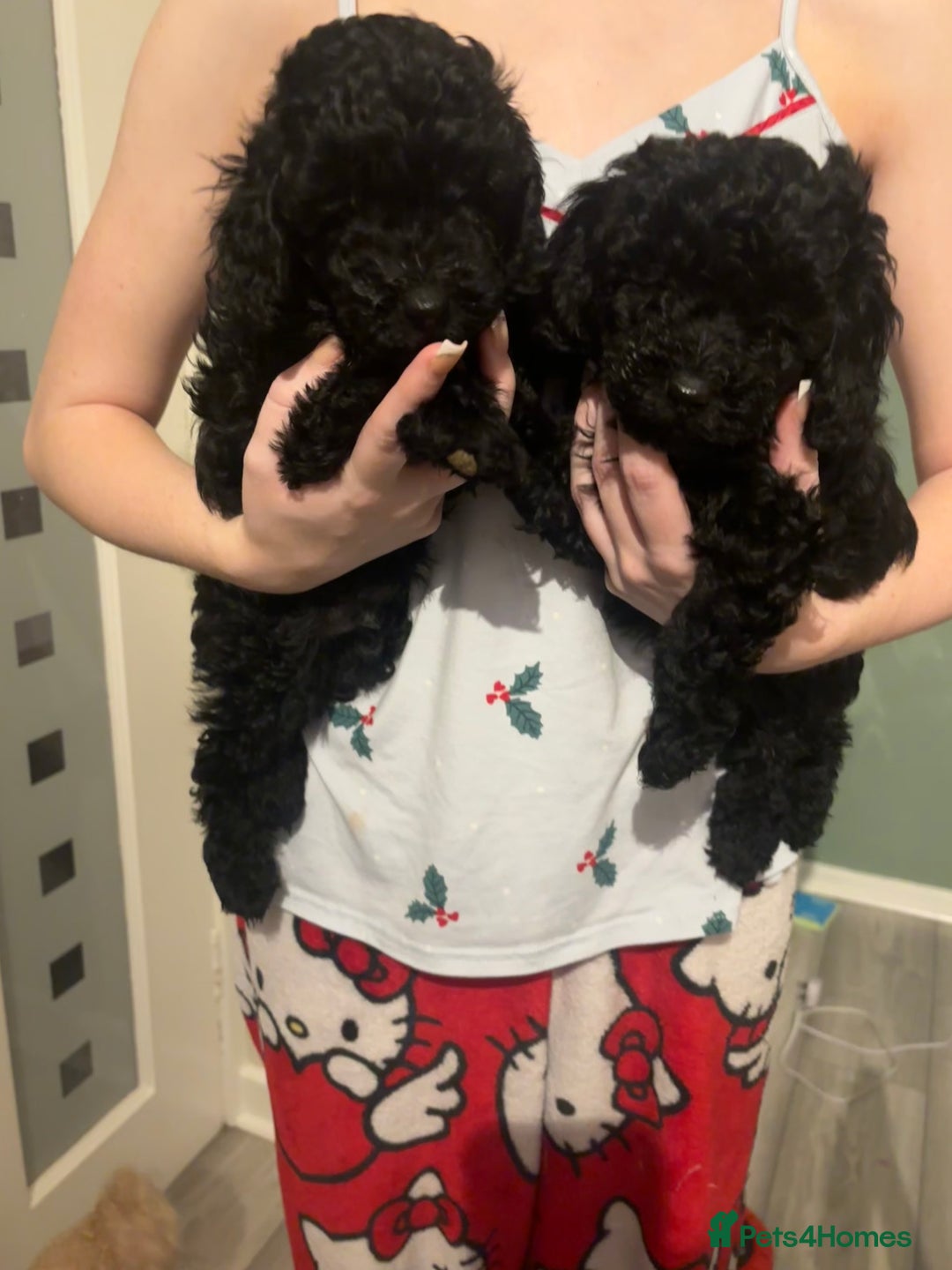 Toy Poodle dogs for sale: Toy poodle boy ready to leave now - Advert 1