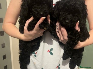 Toy Poodle dogs Toy poodle puppies ready to leave now - Advert 2