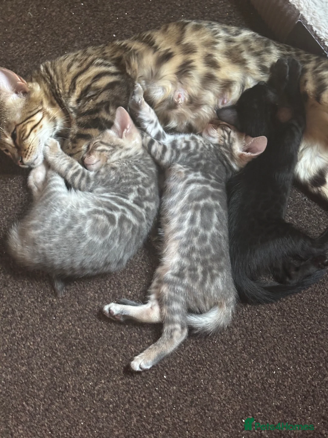 Bengal cats for sale: STUNNING BENGAL KITTENS  in Sheffield - Advert 2