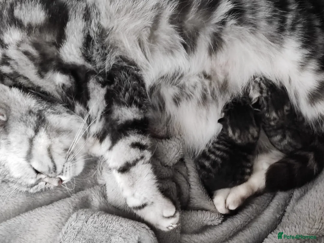 British Shorthair cats for sale: Stunning silver tabby kittens  - Advert 3