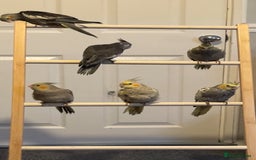 Cockatiels birds for sale: Baby hand reared cockatiels  - Advert 4