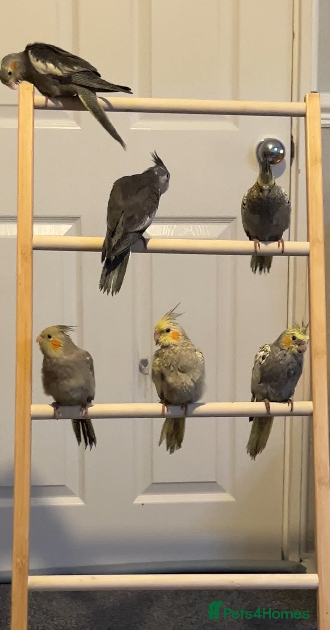 Cockatiels birds for sale: Baby hand reared cockatiels  - Advert 4