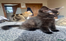 Mixed Breed cats for sale: Gorgeous female black smoke kitten 10 weeks old - Image 5