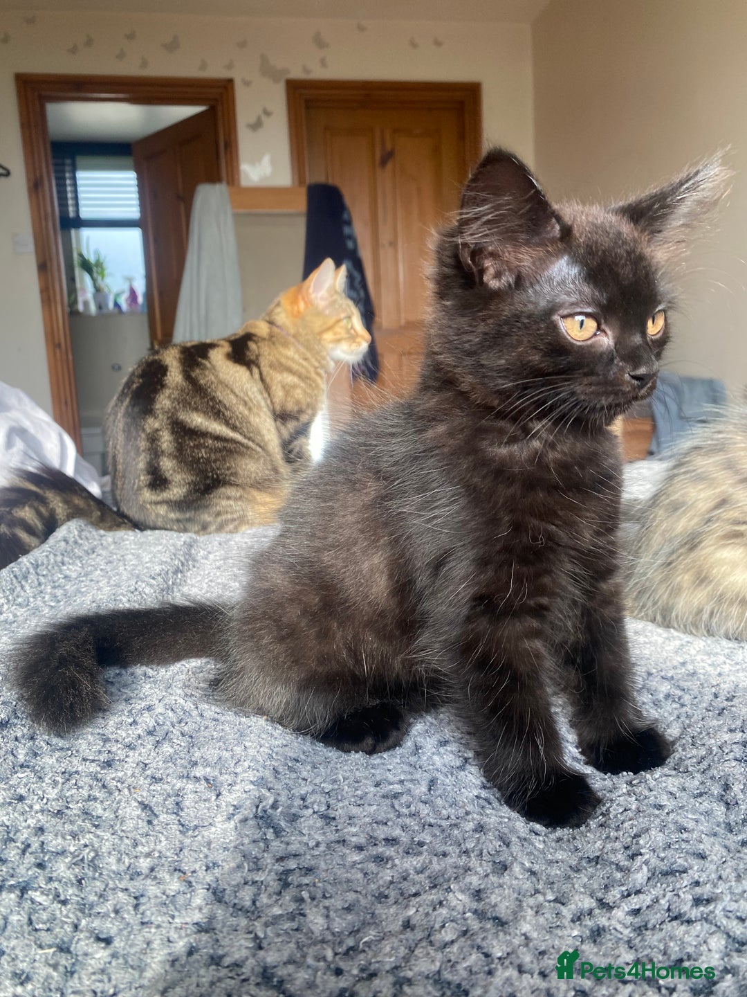 Mixed Breed cats for sale: Gorgeous female black smoke kitten 10 weeks old - Image 5
