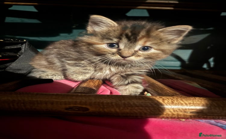Ragdoll cats - Advert 13
