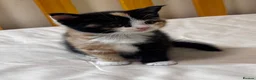 Scottish Fold cats for sale: Scottish Fold & Straight kittens  - Advert 4