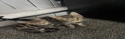 Mixed Breed cats for sale: 2 beautiful tabby kittens  - Advert 8