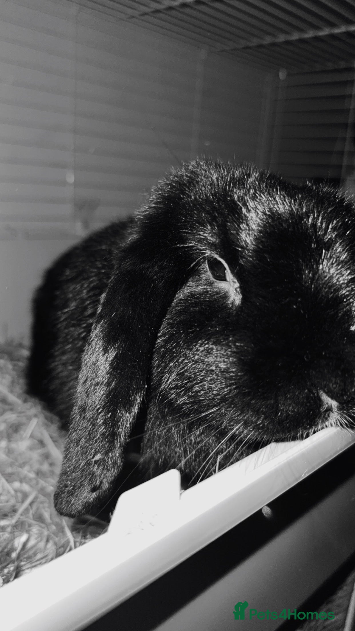 Mixed Breed rabbits Gilbert the rabbit  - Advert 1