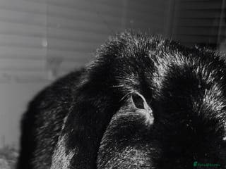 Mixed Breed rabbits Gilbert the rabbit - Advert 1