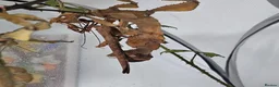 Stick Insects invertebrates for sale: Macleay's spectre (Extatosoma tiaratum) eggs in Truro - Advert 2