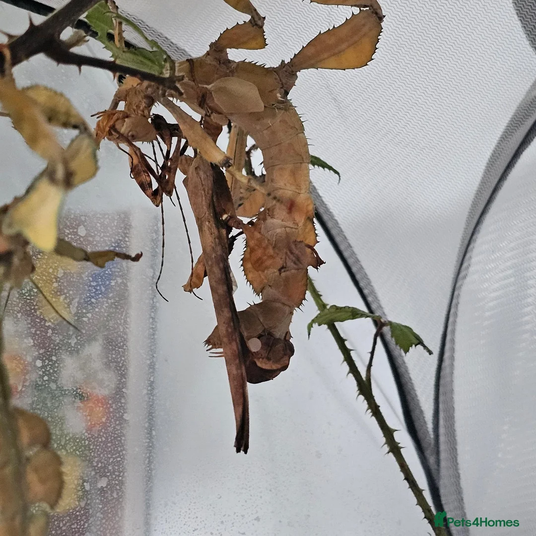 Stick Insects invertebrates for sale: Macleay's spectre (Extatosoma tiaratum) eggs in Truro - Advert 2