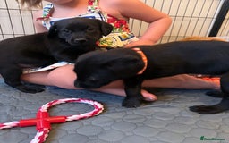 Labrador Retriever dogs for sale: Black/fox Labrador kc with 5 wks free insurance  - Image 37