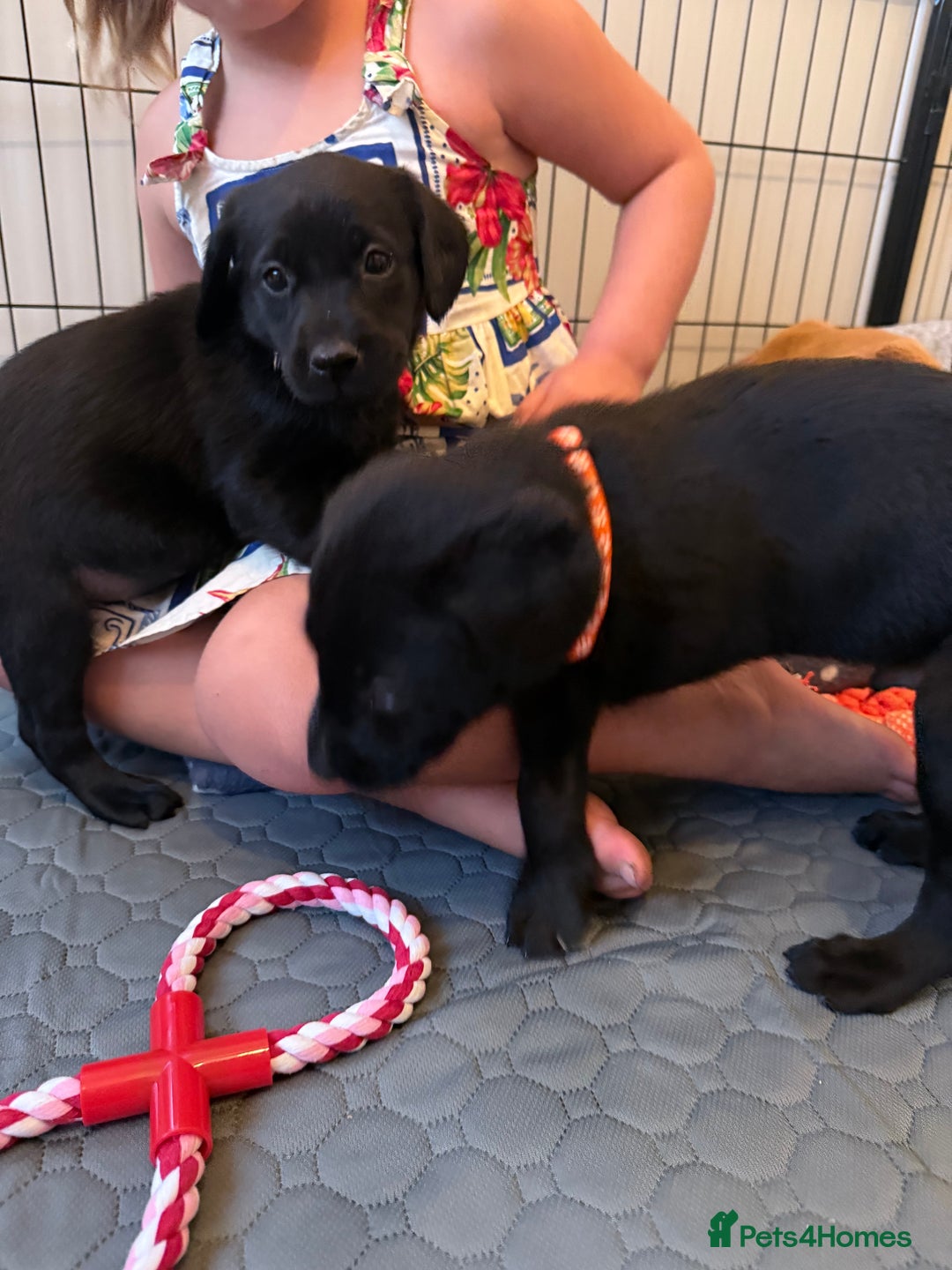 Labrador Retriever dogs for sale: Black/fox Labrador kc with 5 wks free insurance  - Image 37