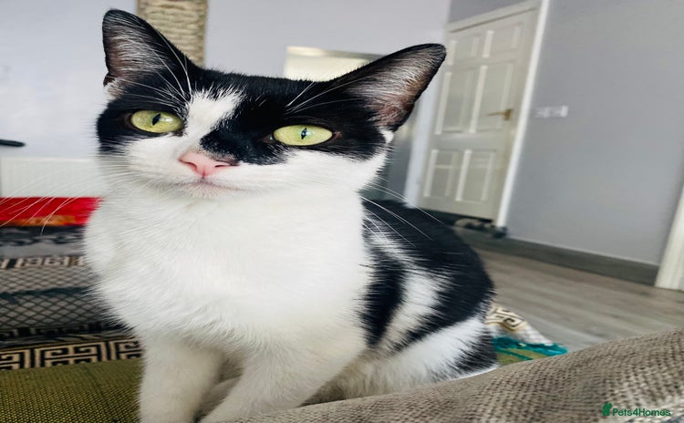 Domestic Shorthair cats - Advert 2