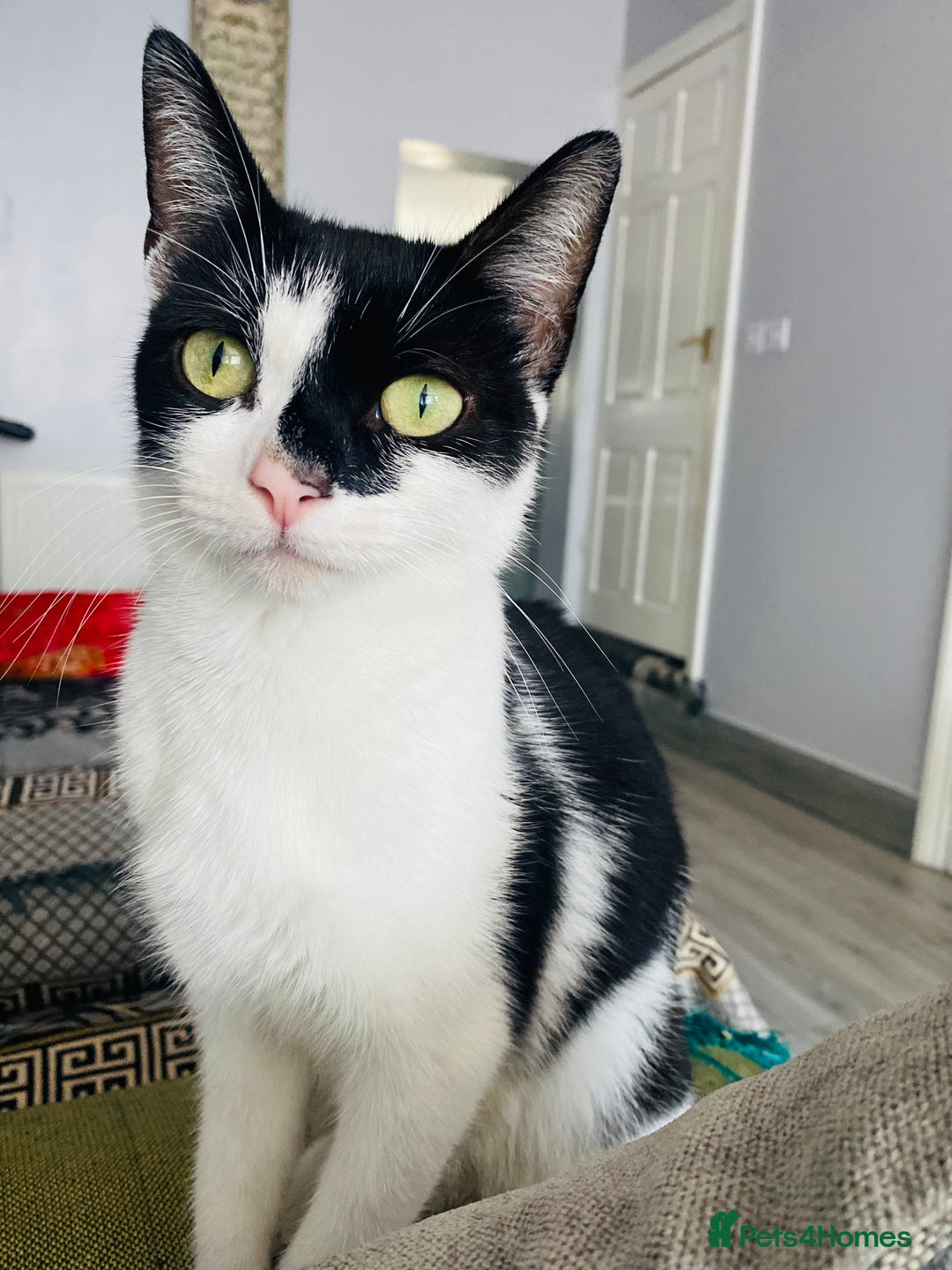 Domestic Shorthair cats for sale: Beautiful female cat for sale - Image 1