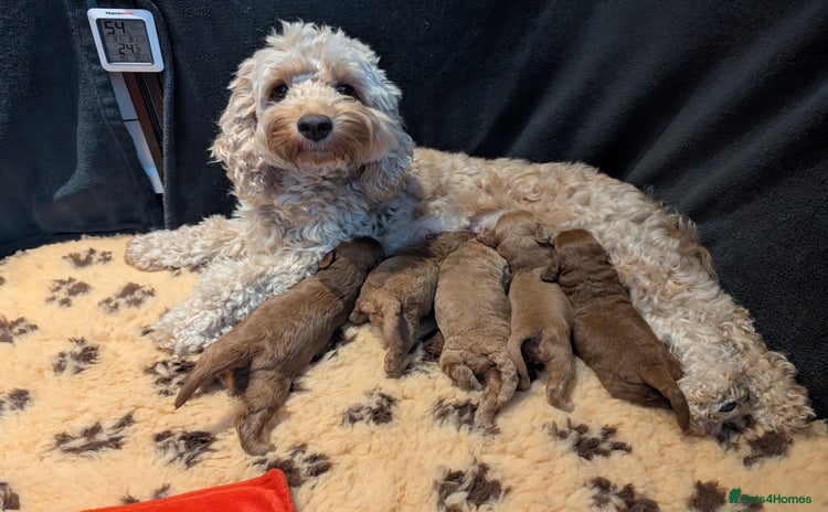 Cockapoo dogs - Advert 13