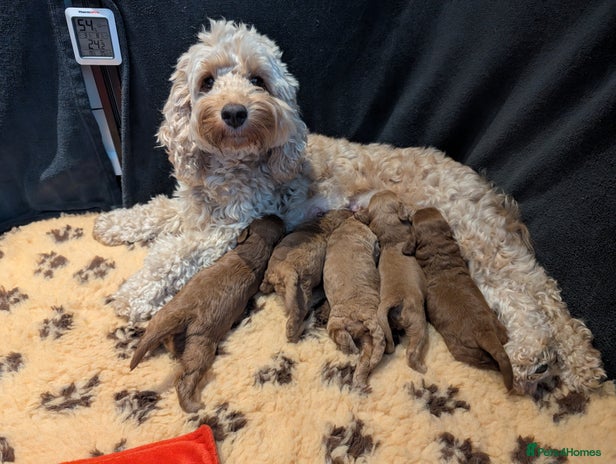 Cockapoo dogs - Advert 1