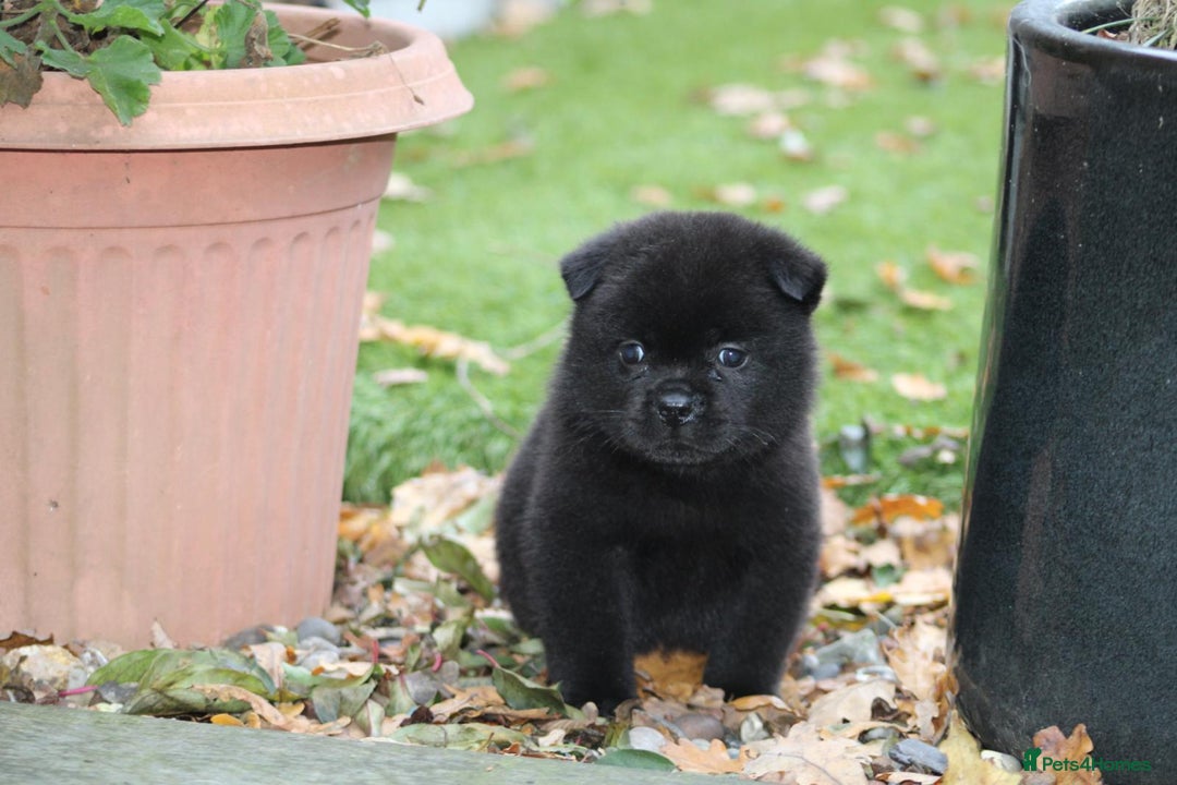 Mixed Breed dogs for sale: 🐾 Chow Chow x Japanese Chin CHINCHOWS 🐾 - Advert 6