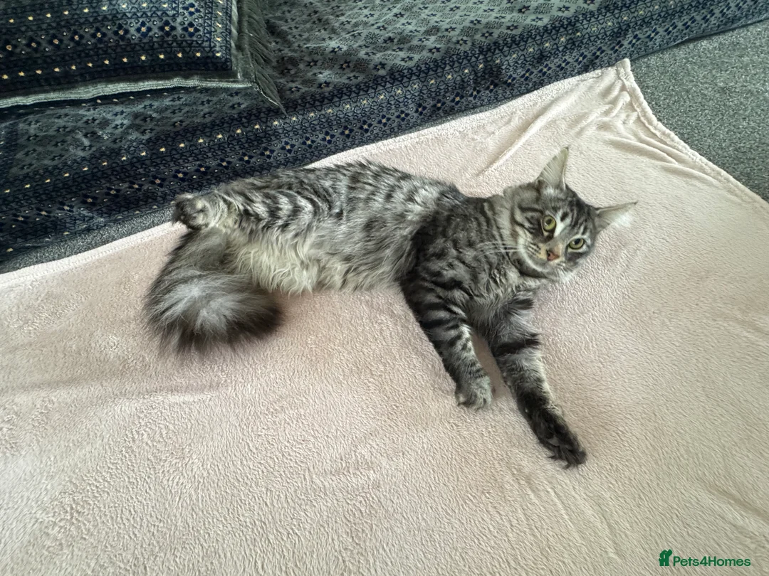 British Longhair cats for sale: British longhair and shorthair kittens - Advert 11