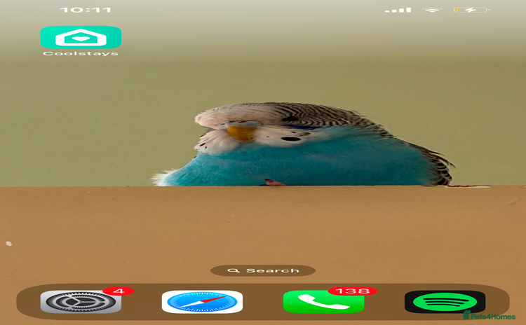 Budgerigars birds - Advert 7