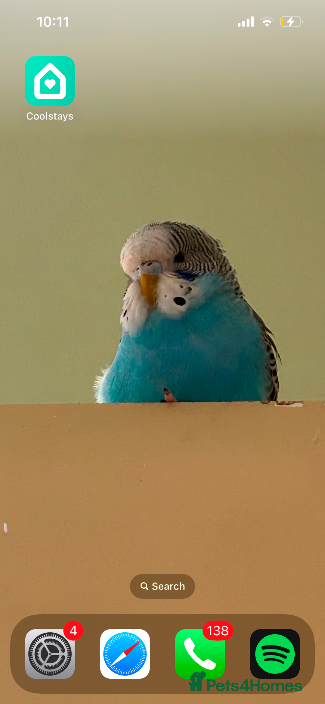 Budgerigars birds for sale: Baby girl in need of a big family of budgies - Image 1