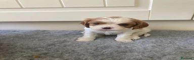 Cavalier King Charles Spaniel 1