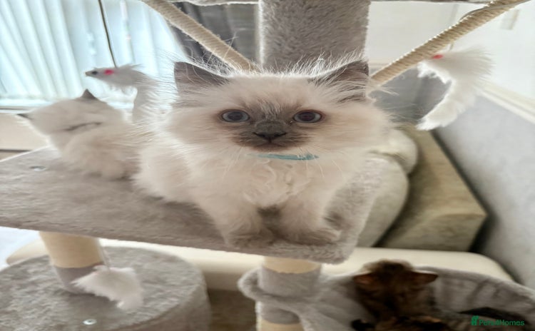 Ragdoll cats - Advert 7