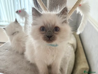 Ragdoll cats - Advert 8