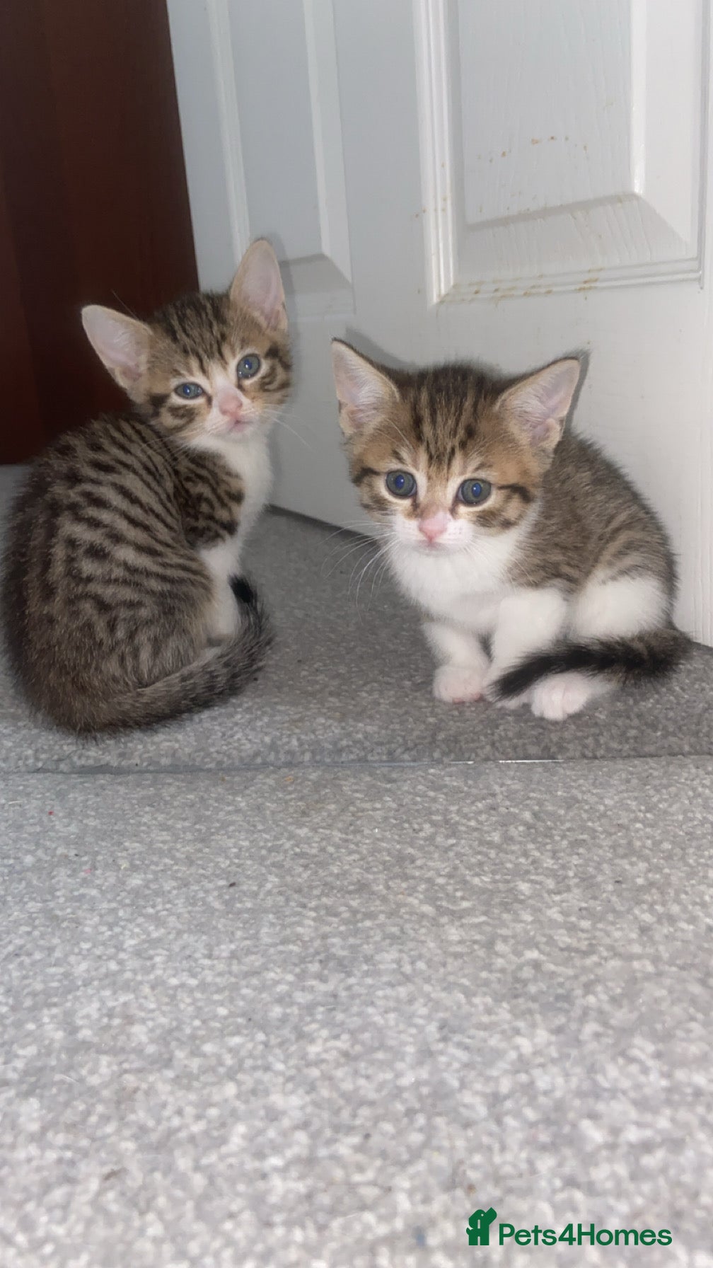 Mixed Breed cats Ready to go🥰2 x bengal/British shorthair babies  - Advert 17