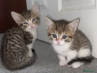 Mixed Breed cats Ready to go🥰2 x bengal/British shorthair babies - Advert 17